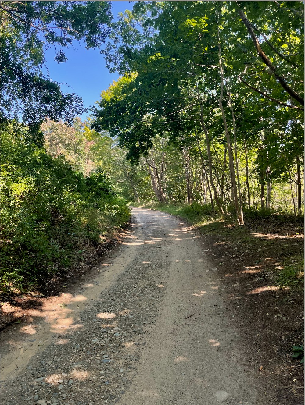 A sunlit road through trees
